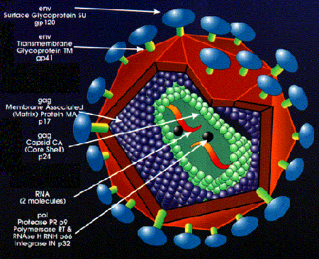 Virus herpes simplex typu 2
