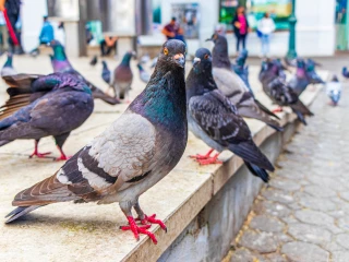 city pigeons