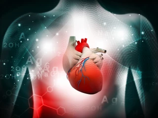 Anatomie lidského srdce