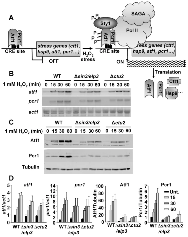 Protein levels of the stress transcription factors Atf1 and Pcr1 depend on the U<sub>34</sub> modifying activities Sin3/Elp3 and Ctu2.