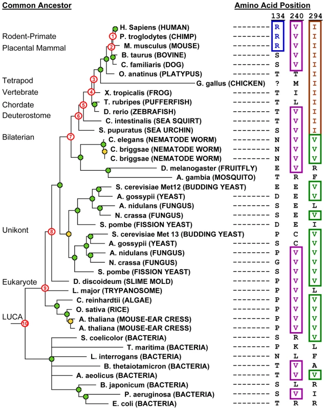 Phylogenetic tree and ancestral allele determination from orthologs of human MTHFR.