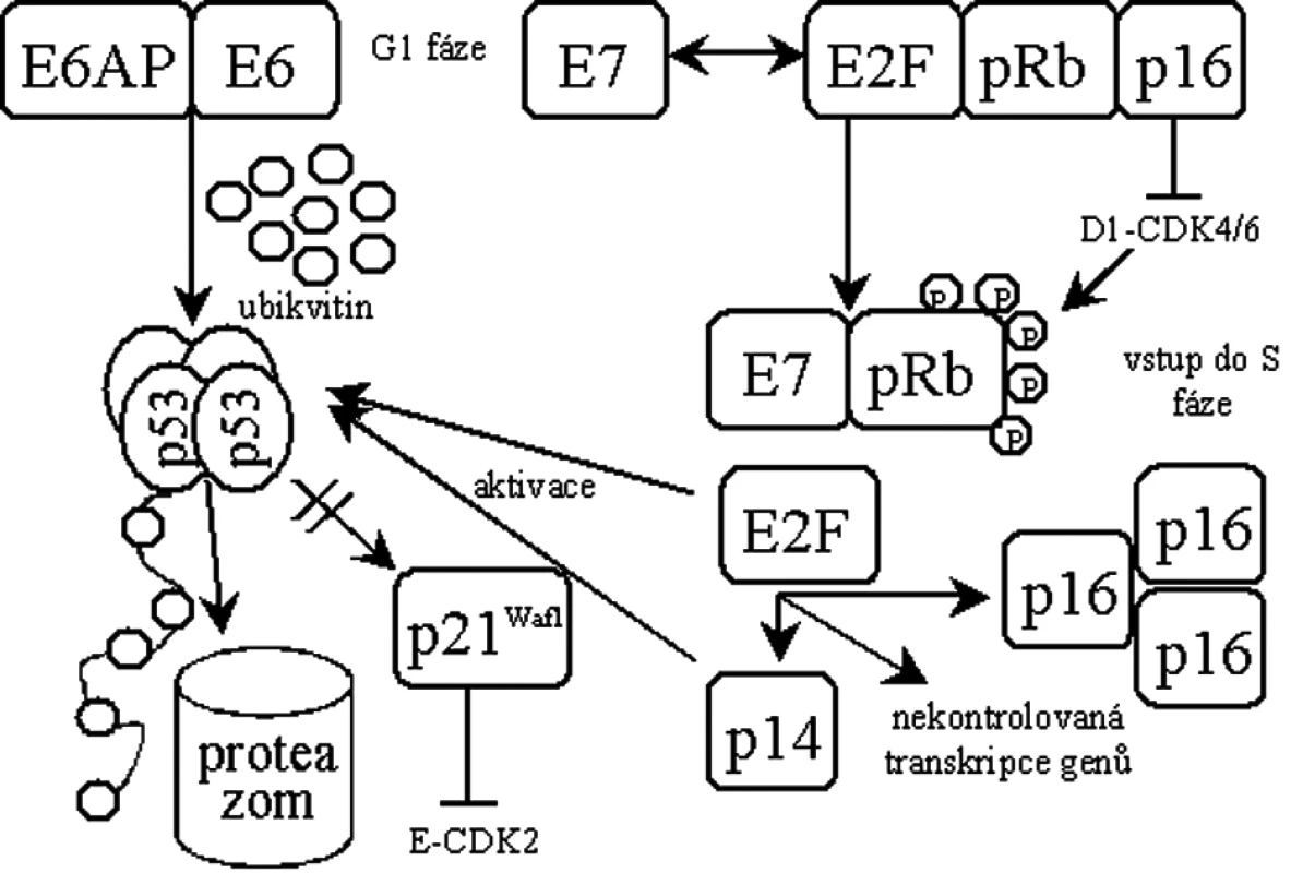 Schéma transformace buňky virovými onkogeny E6 a E7.
E6AP – buněčná ubikvitin ligáza rodiny E3, p21Waf1 – p53 závislý inhibitor cyklin-dependentních kináz, pRb – retinoblastomový nádorový supresor, E2F – transkripční faktor regulující přechod G1/S, p16 – inhibitor cyklin-dependentních kináz, p14 – inhibitor proteinu MDM2.