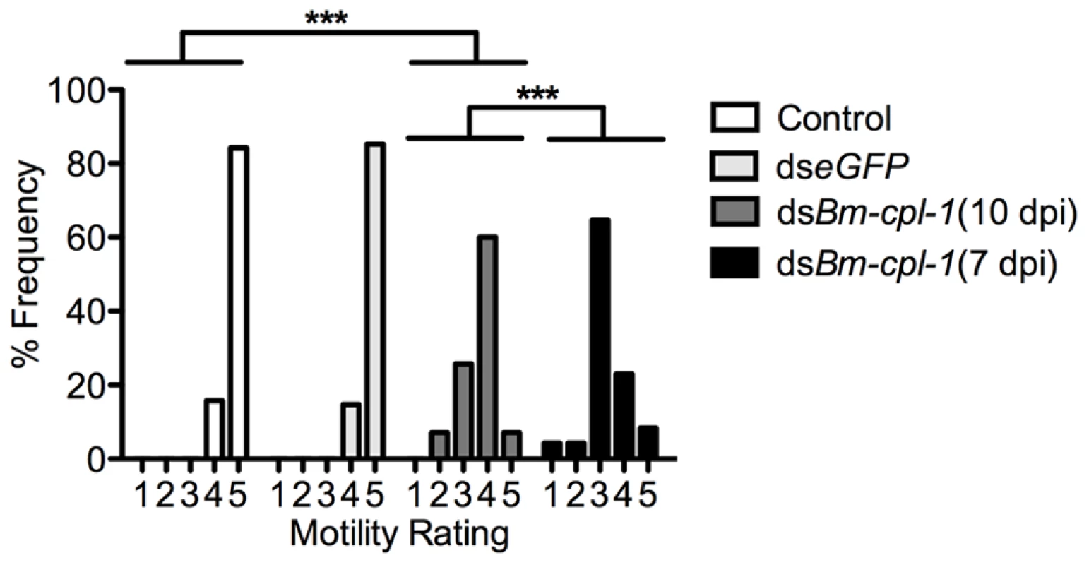 Aberrant motility of dsRNA <i>Bm-cpl-1</i>-exposed <i>B. malayi</i>.