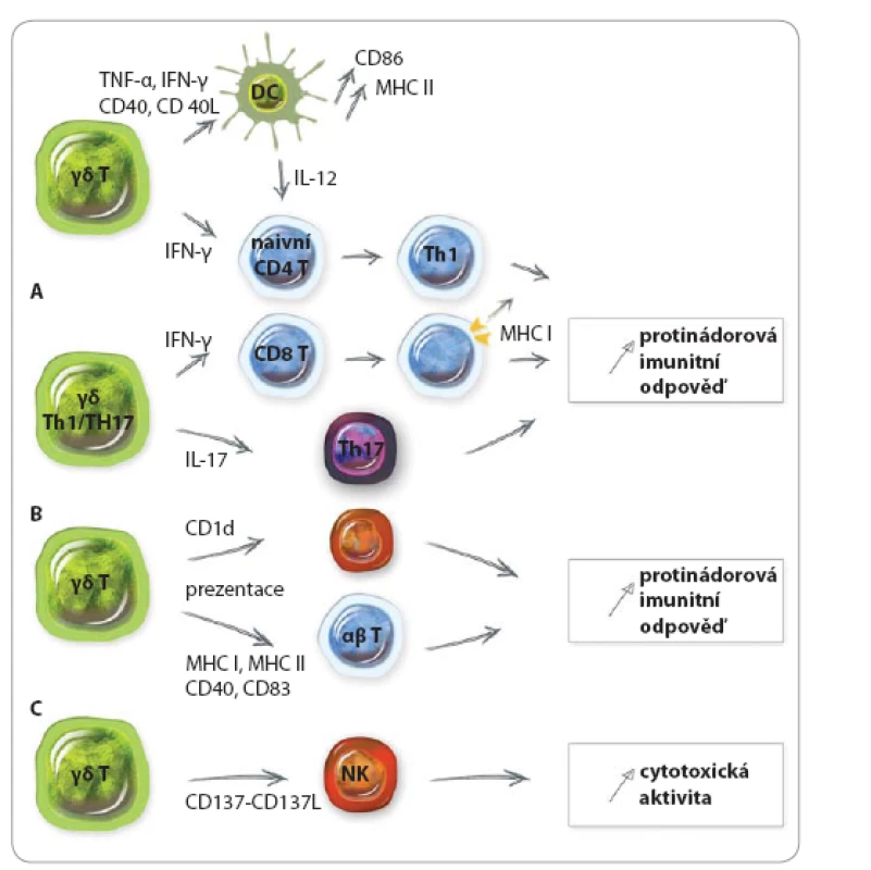 Mechanizmy protinádorové imunitní odpovědi prostřednictvím γδ T lymfocytů.