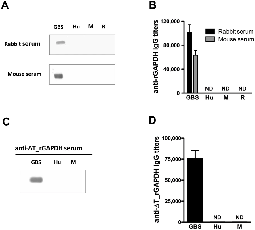 Antibodies against GBS GAPDH do not cross-react with human, rabbit or mouse GAPDH.
