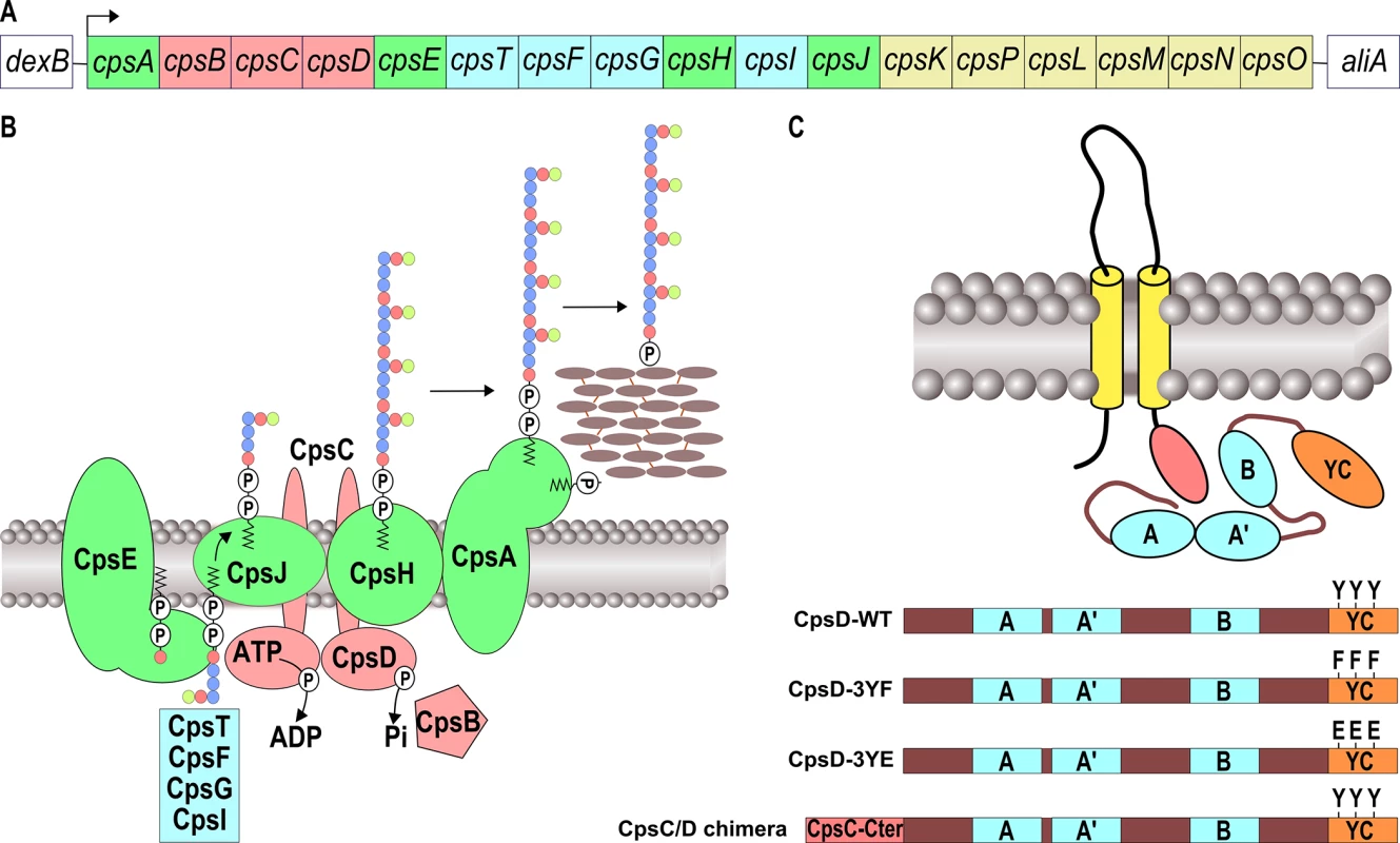Schematic organization of the pneumococcal CPS machinery and BY-kinase.