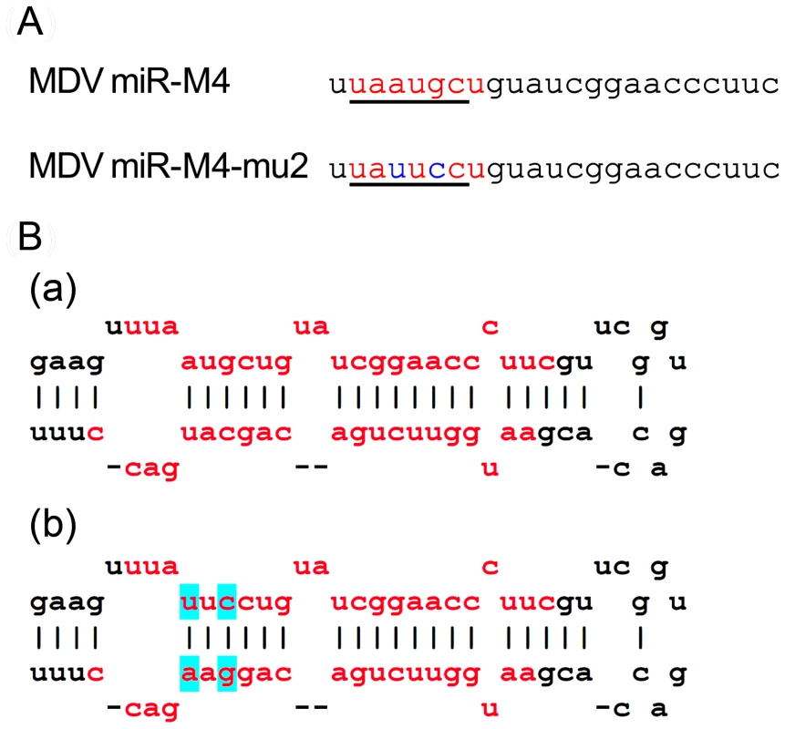 Sequence and structure of miR-M4 and the mutant region.