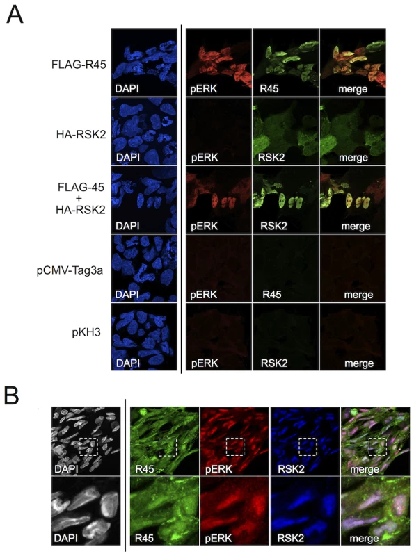 R45 interacts with pERK and RSK2 during de novo RRV infection.