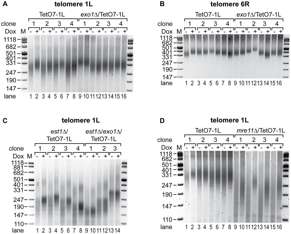 Exo1 mediates shortening of telomere 1L upon 1L TERRA expression, while Mre11 is not involved.