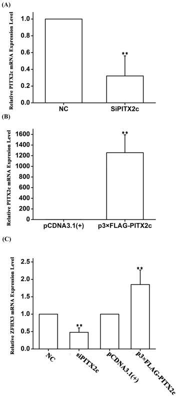 The <i>PITX2c</i> gene positively regulates expression of the <i>ZFHX3</i> gene. HCT116 cells were transfected with siRNA specific for <i>PITX2c</i> or an expression plasmid for <i>PITX2c</i> and used for isolation of total RNA samples and real time RT-PCR analysis.