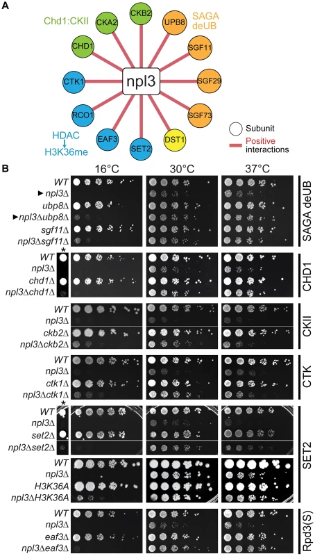 The <i>npl3</i>Δ growth defect is suppressed by mutations in genes encoding transcription and chromatin factors.
