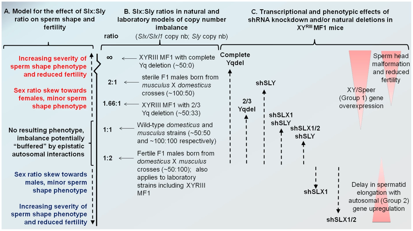Model comparing <i>Slx:Sly</i> copy number imbalance in natural and laboratory mouse strains to <i>Slx:Sly</i> gene expression imbalance in shRNA knockdown models.