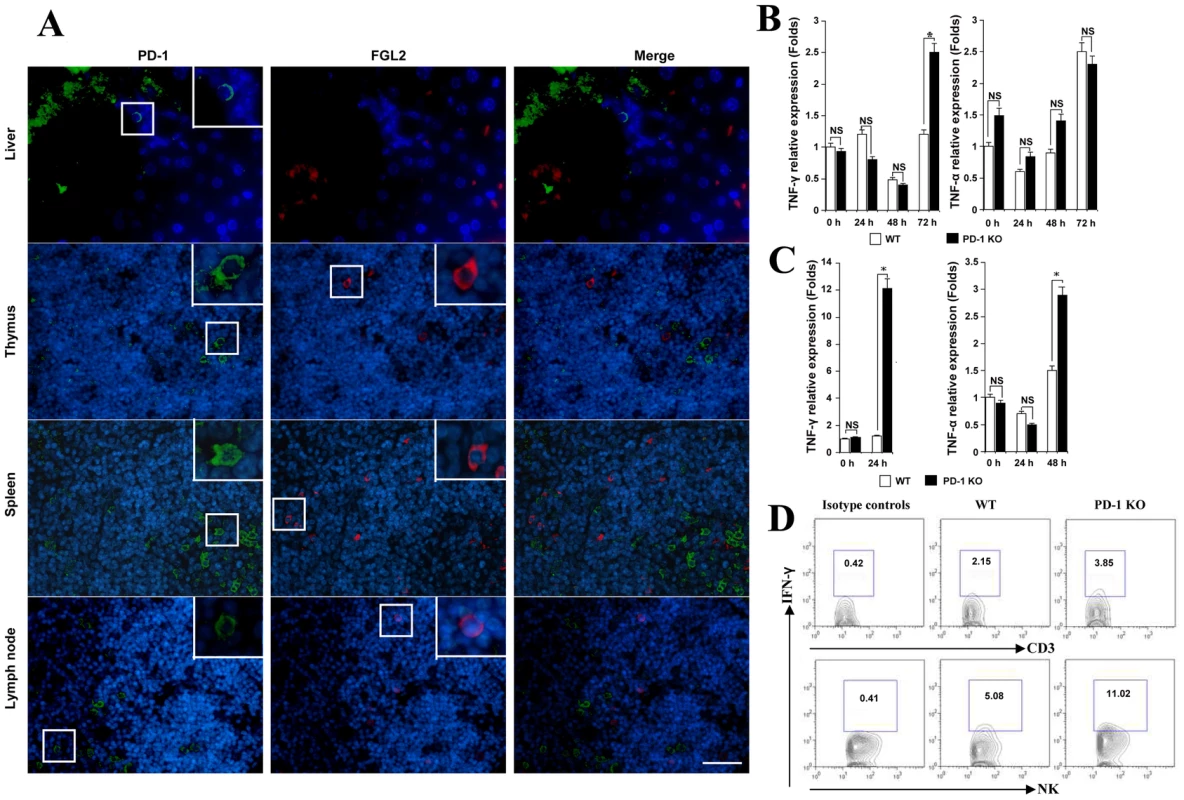 MHV-3 infection induced high levels of IFN-γ and TNF-α in PD-1-deficient mice.