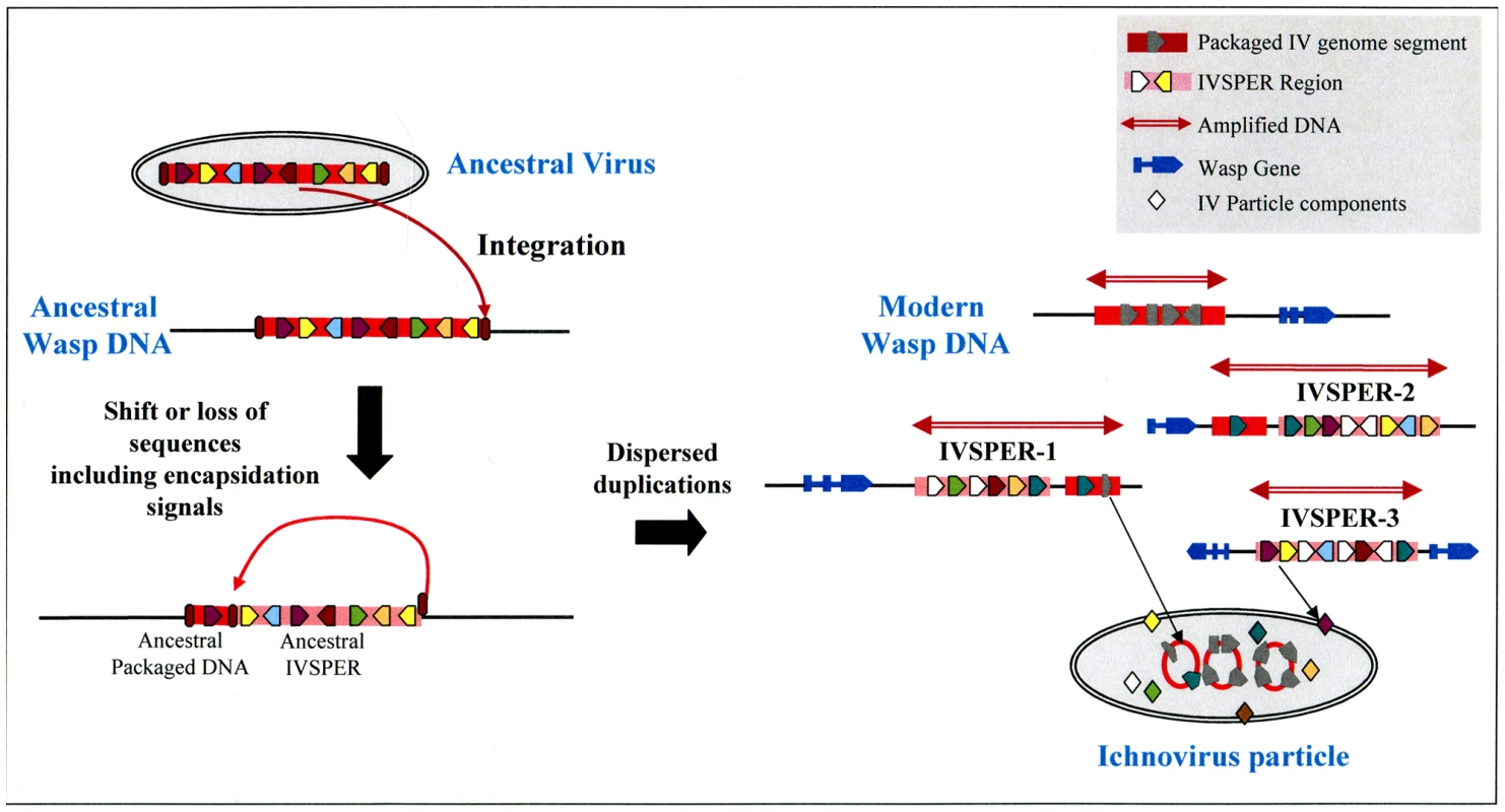 Schematic representation of a hypothetical scenario leading to the current organization of IV sequences from an unknown virus that integrated its own genome into the DNA of an ancestor wasp (ancestral virus).