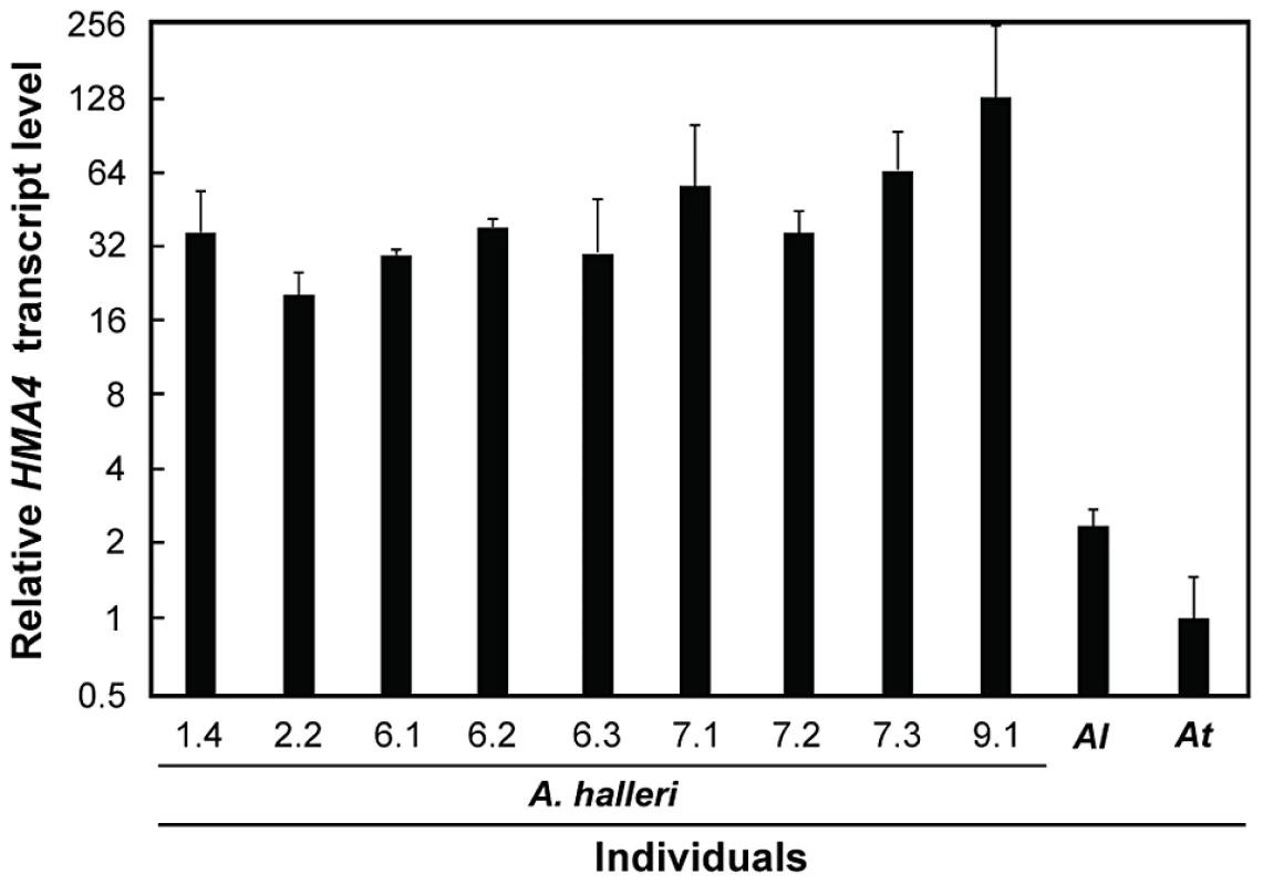 Leaf <i>HMA4</i> transcript levels in <i>A. halleri</i> individuals.