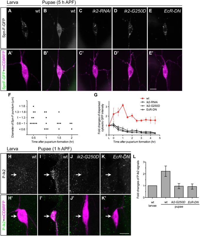 Ik2 kinase activity regulates the distribution of Spn-F in neurons.
