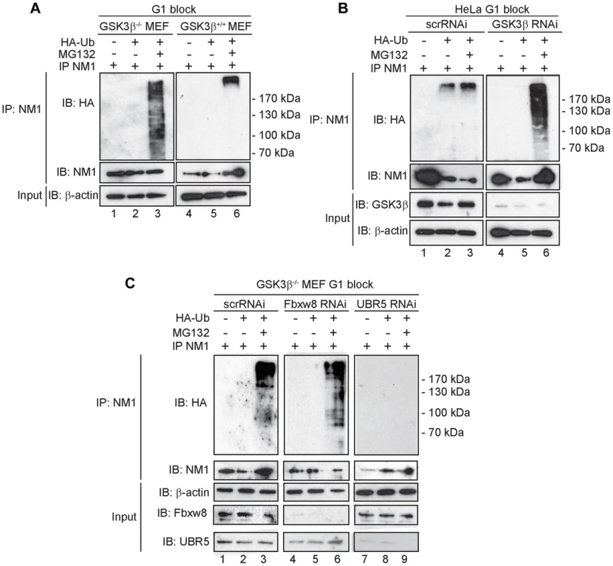 At G1, NM1 is ubiquitinated in a GSK3β-dependent manner by the E3 ligase UBR5.