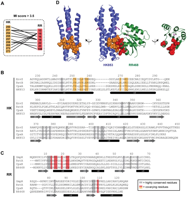 Identification of coevolving amino acids in cognate pairs of histidine kinases and response regulators.