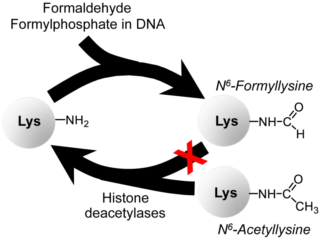 Summary of findings on N<sup>6</sup>-formyllysine in histones.