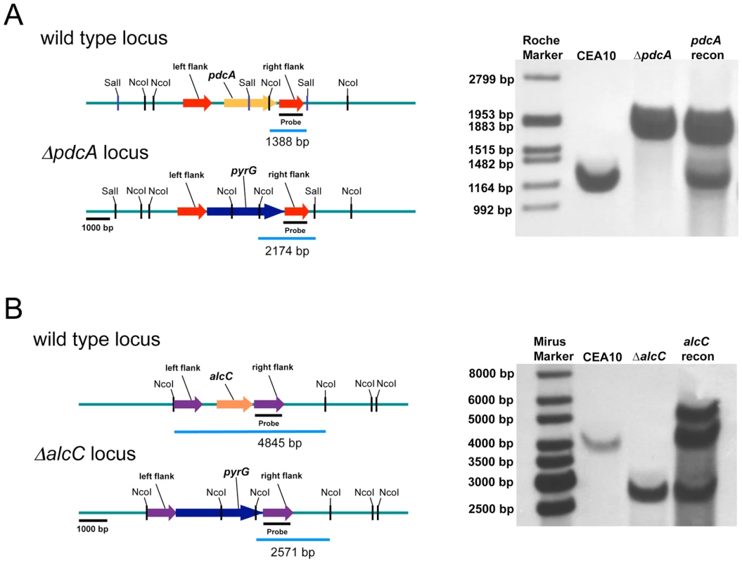 Generation and confirmation of PdcA and AlcC null mutants in <i>A. fumigatus</i>.