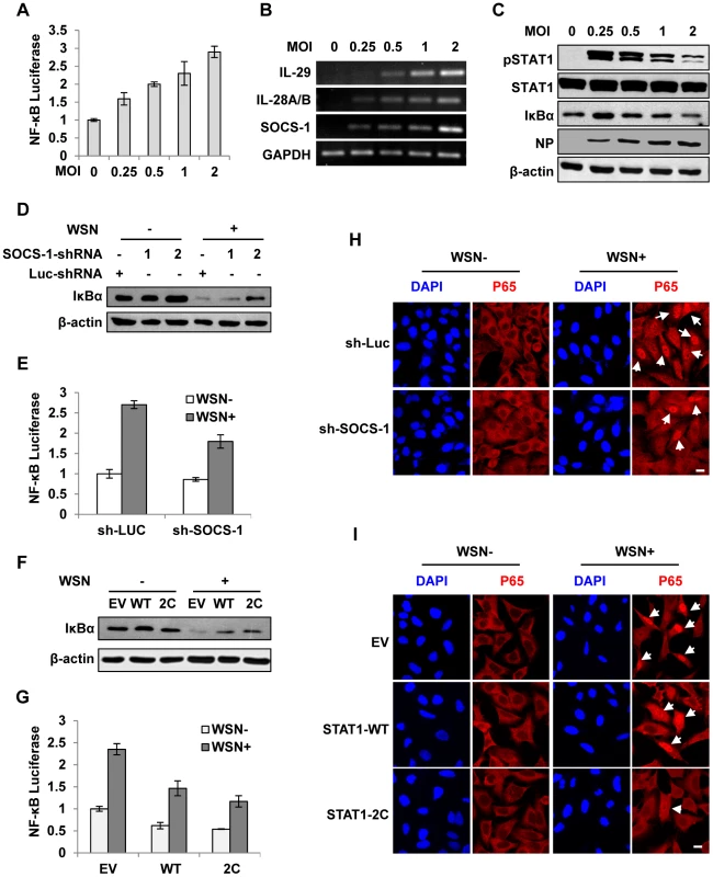 Disruption of cytokine signaling pathway results in robust activation of NF-κB during IAV infection.