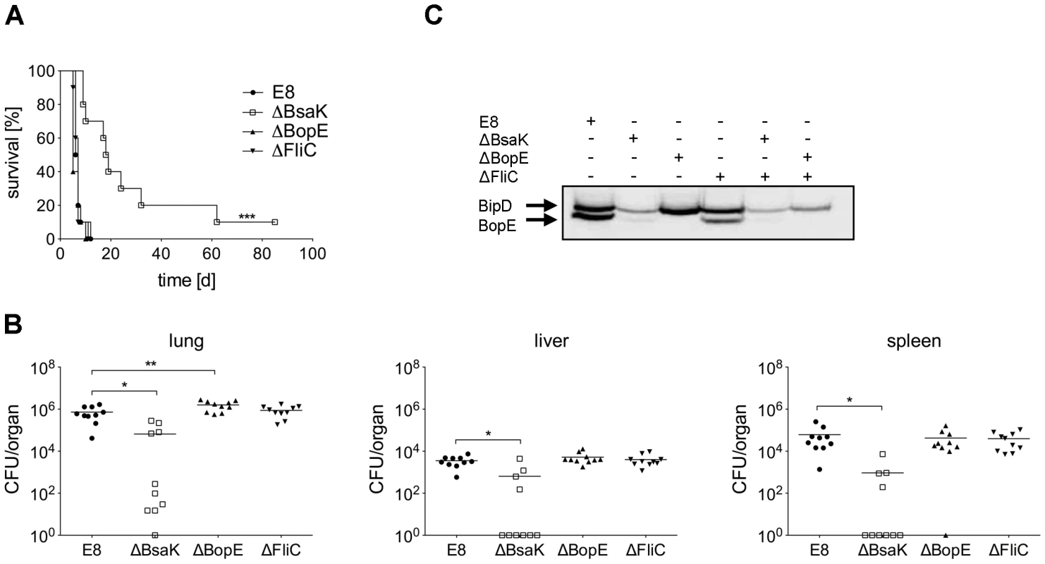 <i>B. pseudomallei</i> BsaK mutant is attenuated in a pulmonary mouse model.