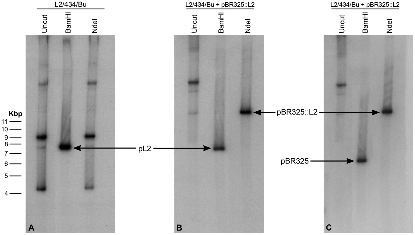 Southern blot of <i>C. trachomatis</i> L2/434/Bu transformed by plasmid pBR325::L2.