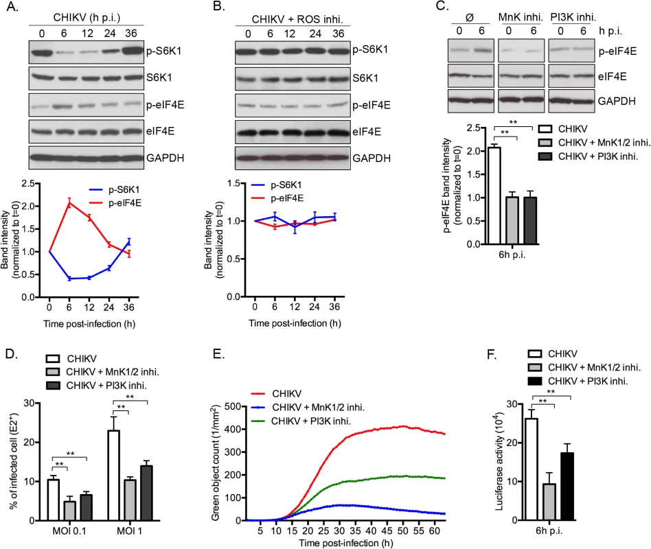 CHIKV-induced mTORC1 inhibition favors infection through the MnK/p-eIF4E pathway.