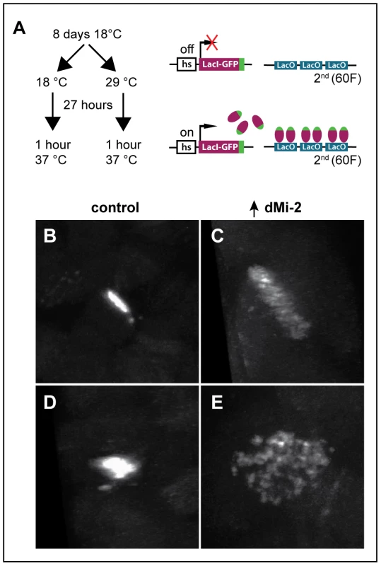 dMi-2 regulates chromosome cohesion in the larval salivary gland.