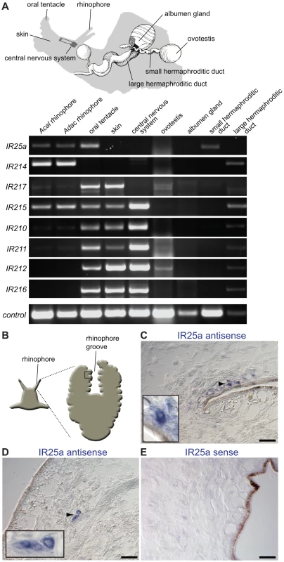Olfactory expression of IRs in <i>Aplysia</i> molluscs.