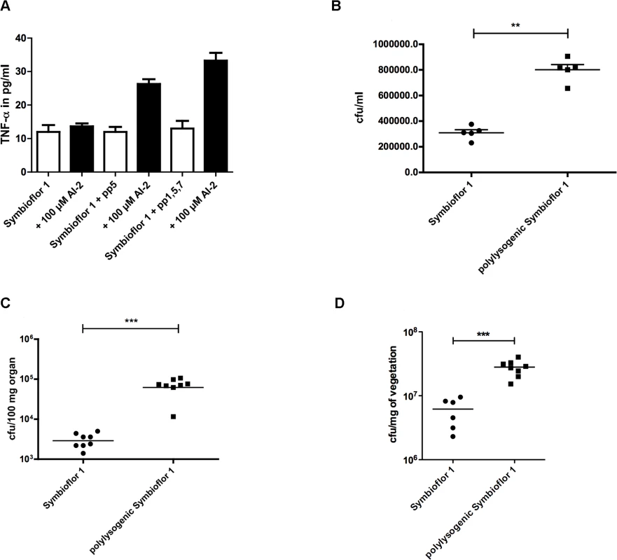 Influence of phages on virulence of <i>E. faecalis</i> Symbioflor 1: Virulence of polylysogenic Symbioflor 1 was compared to Symbioflor1 <i>in vitro</i>, a TNF-α assay (A) and an adherence assay to CaCo cells (B) was done.