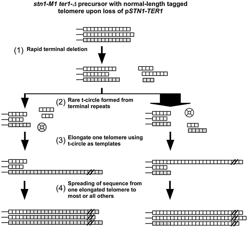 Modified roll-and-spread model of recombinational telomere elongation during the establishment of <i>stn1-M1 ter1-Δ</i> cells.