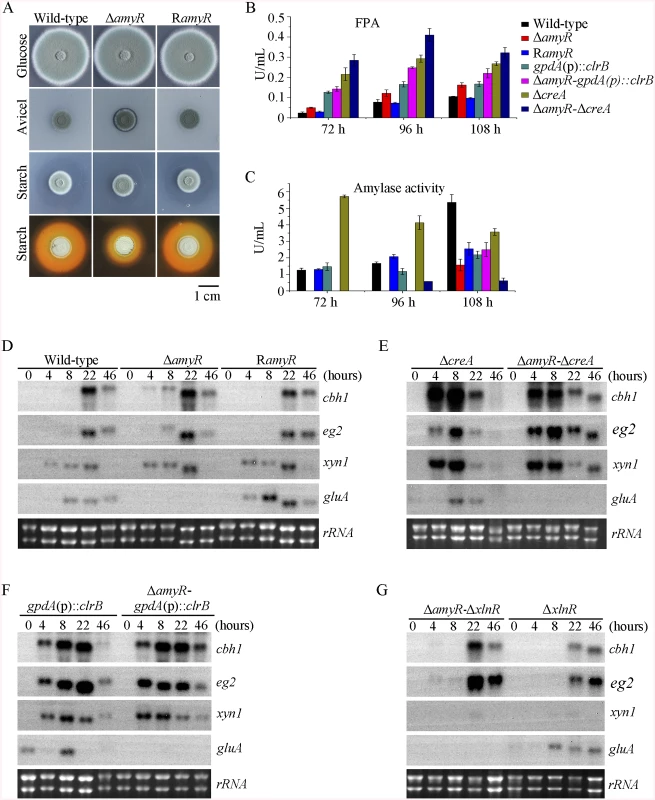 Lack of AmyR decreased amylase activity and increased cellulase expression on cellulose.