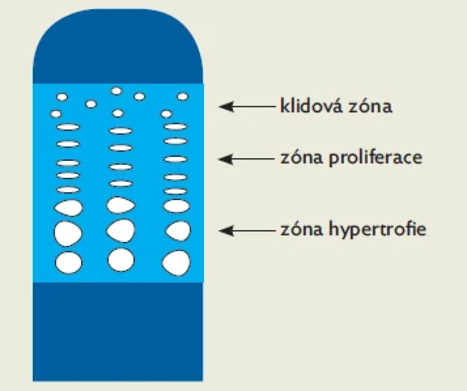 Tři zóny epifyzární růstové chrupavky – klidová zóna, zóna proliferace a zóna hypertrofie
