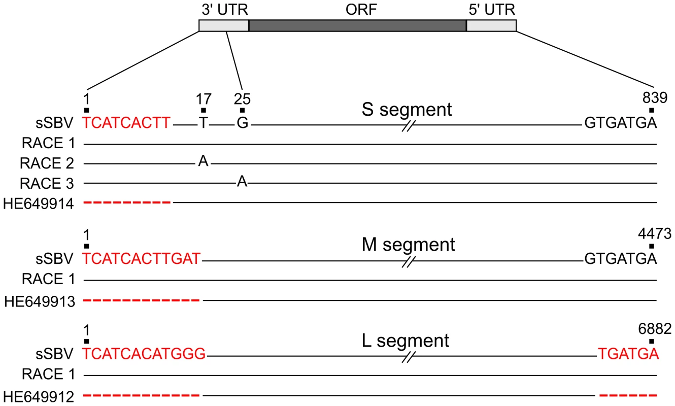 Sequences of 3′ and 5′ UTRs of SBV obtained by RACE PCR.