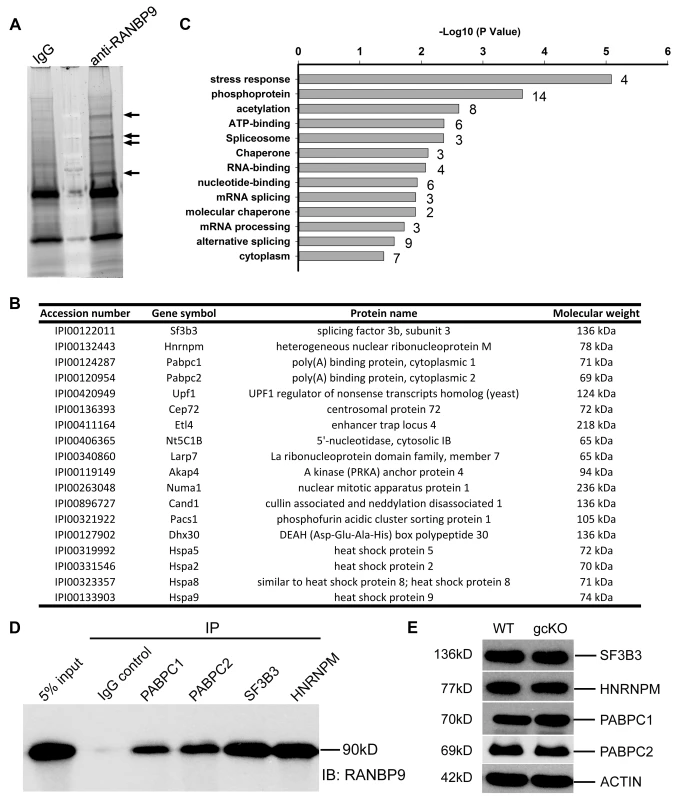 Identification of RANBP9-interacting partners in murine testes using immunoprecipitation followed by mass spectrometry (IP-MS).