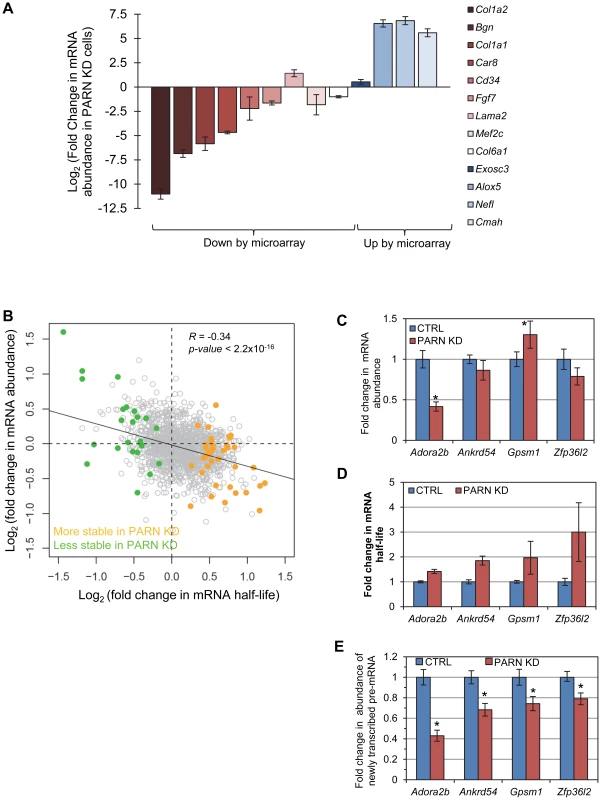 mRNA stabilization is not correlated with increases in mRNA abundance.