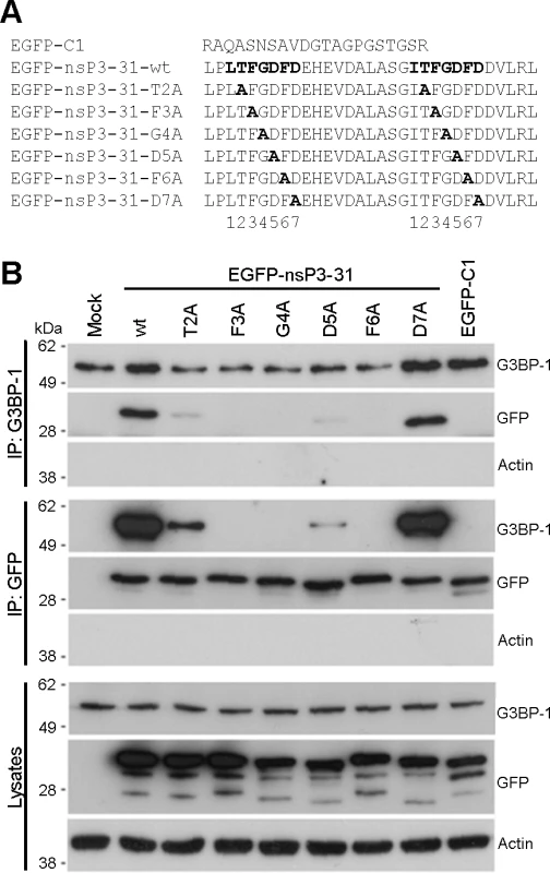 Mutagenesis of the G3BP-binding domain in SFV-nsP3 reveals a core binding motif of FGDF.