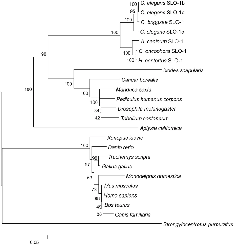 Phylogenetic tree of SLO-1 amino acid sequences and related potassium channels.