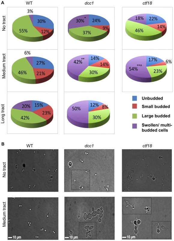 Cell cycle distribution and morphological abnormalities of <i>dcc1 and ctf18</i> mutants.