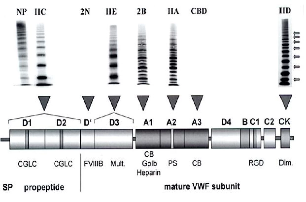 I STH klasifikace typu 2A VWCH a jeho subtypy
Znázorněna je struktura multimerů VWF a lokalizace mutací v jednotlivých doménách VWF, upraveno podle [17] s laskavým svolením autora.