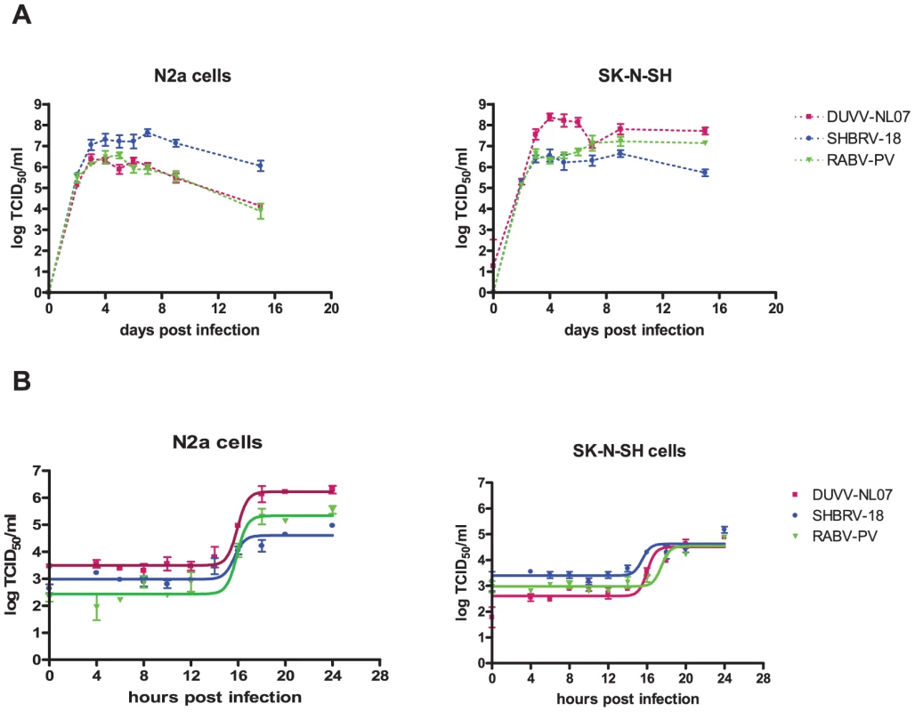 Replication characteristics of DUVV-NL07 in mouse or human neuroblastoma cells.