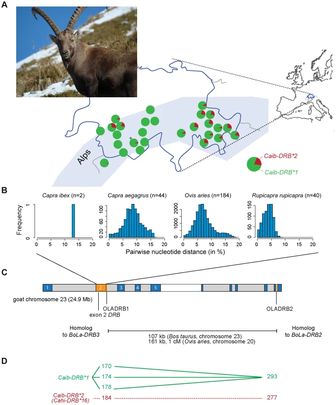 MHC <i>DRB</i> allele diversity in Alpine ibex and chromosomal localization of genetic markers.