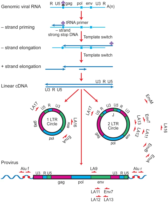 Strategy for long-range PCR amplification of episomal or proviral HIV-1 envelope sequences.