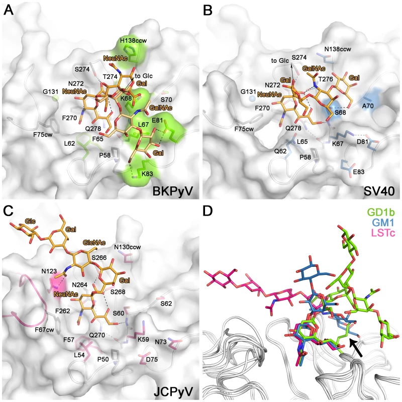 Carbohydrate binding sites of BKPyV, JCPyV and SV40.