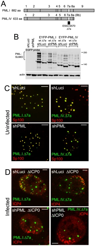 SIM deletion mutants of PML are defective in recruitment to sites associated with HSV-1 genomes.