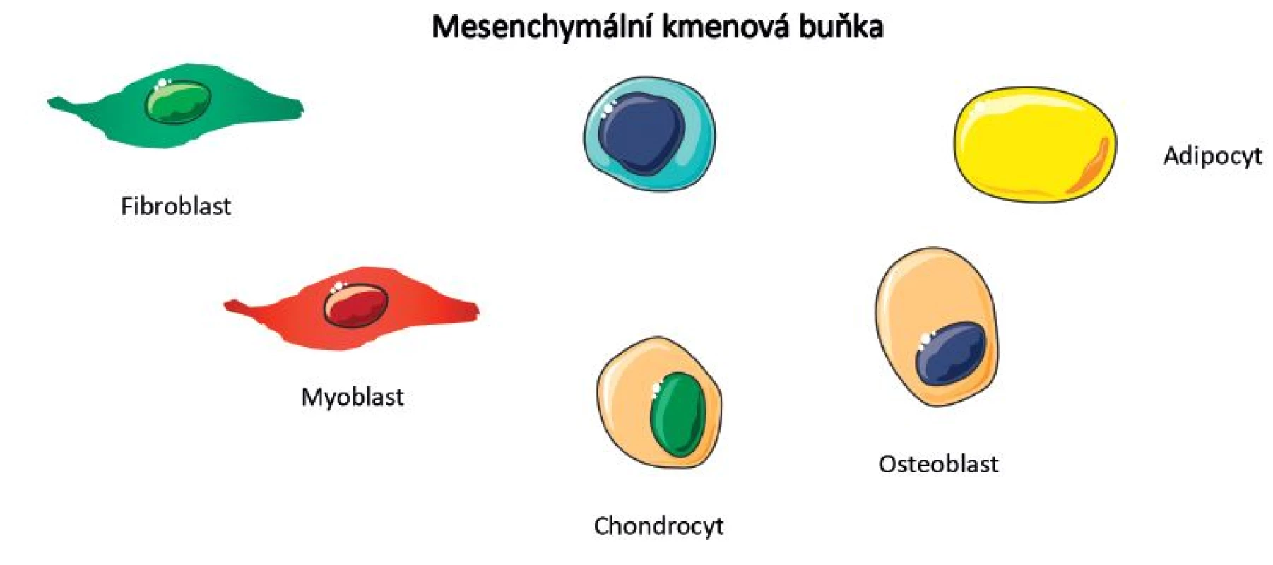 Stronciumranelát – důvody podávání u OA
Osteoblasty a chondrocyty mají stejný embryonální původ – v mezenchymu
Stronciumranelát by mohl působit prostřednictvím receptorů citlivých na vápník (CaSR) exprimovaných chondrocyty (stimulace syntézy mezibuněčné hmoty).
