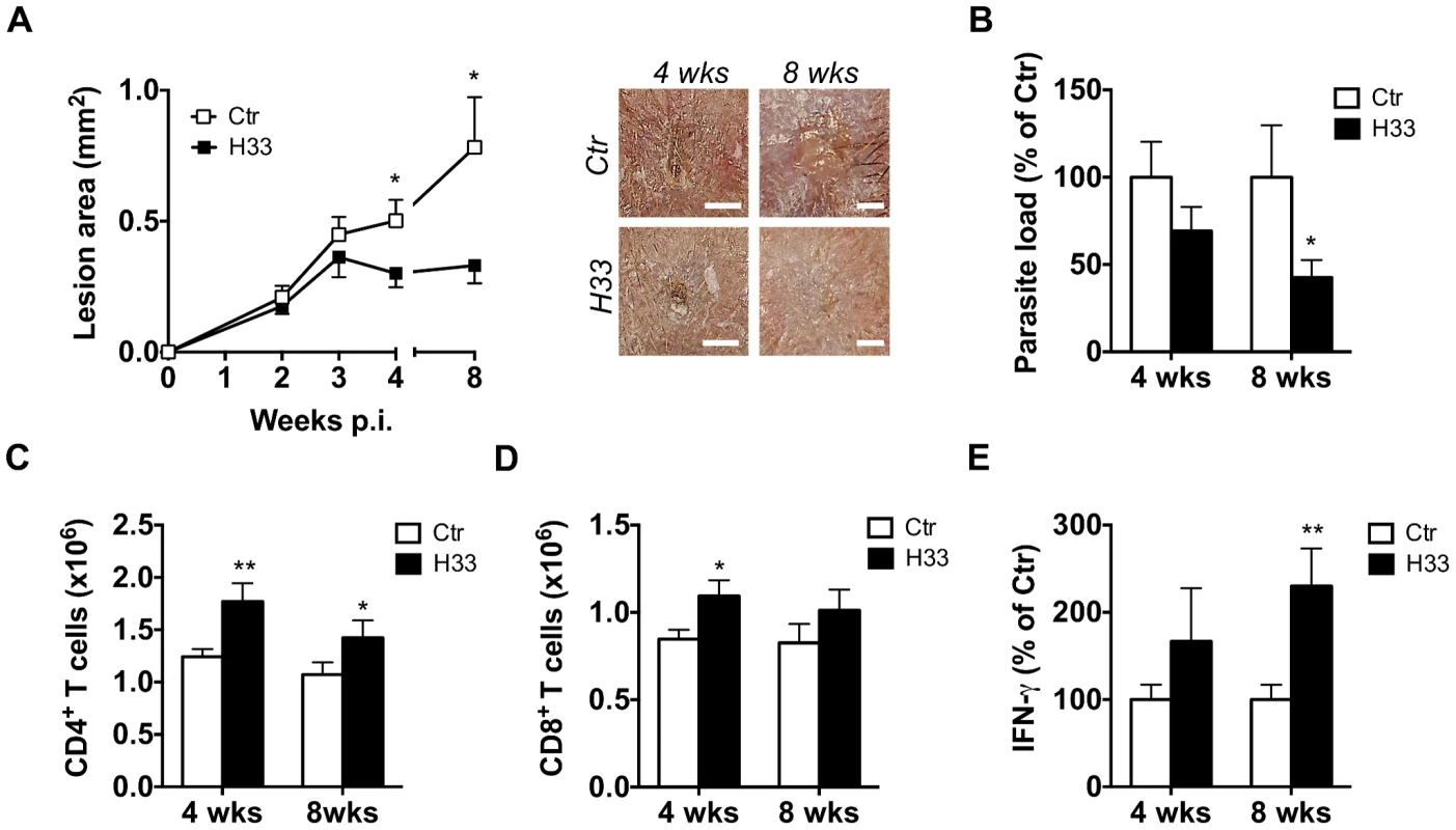 Blocking JAM-C improves the Th1 cell response and favours healing in C57BL/6 mice.