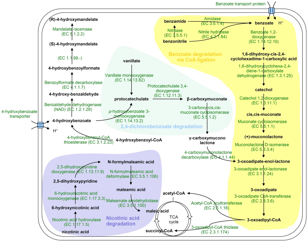 Proposed pathways for aromatic compounds metabolism in &lt;i&gt;H. seropedicae&lt;/i&gt; SmR1.