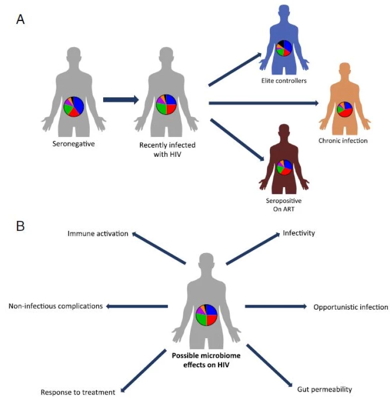 Gut microbiota alterations during HIV infection and their potential effects on the host. a. In different studies, distinct gut microbiome compositions have been identified in HIV infected individuals with or without ART, as compared to healthy controls. Importantly, HIV-associated microbiome configurations vary between these studies. While ART dramatically lowers the viral load in infected individuals, gut microbiome composition is not fully restored to a healthy composition. ‘Elite controllers’ differ in their microbial composition from HIV- infected individuals and are more similar to healthy individuals. b. The characteristic HIV microbiota possibly contributes to some of the common HIV manifestations, including modification of the level if infectivity, occurrence of opportunistic infections, increased gut permeability and resultant bacteria and bacterial product translocation, increased immune activation and T cell polarization, metabolic complications and variability in the response to HIV treatment